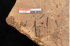 Foto (Detailsansicht) von Quercus palaeoilex Ettingshausen (NHMW-GEO-2024-0188-0977)